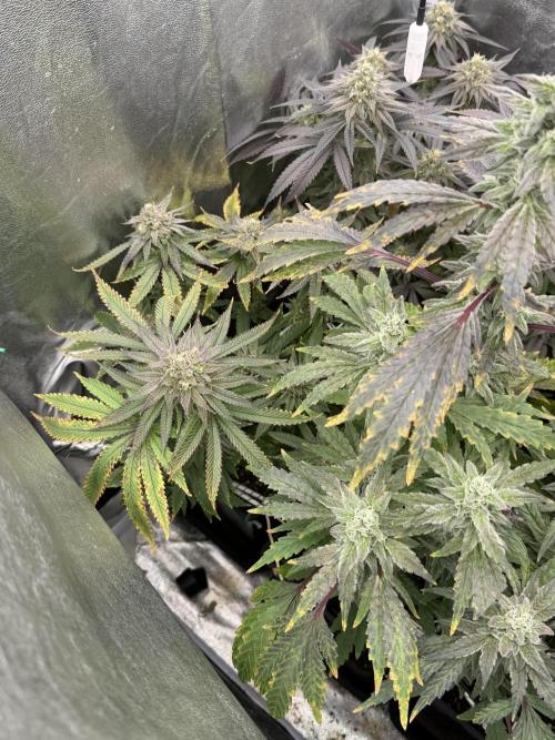 6 x 3,4l / 200w (SensiSeed). Week 12