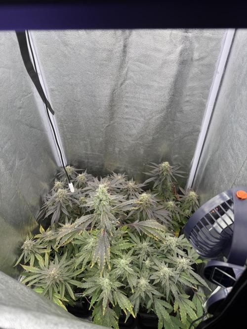 6 x 3,4l / 200w (SensiSeed). Week 12