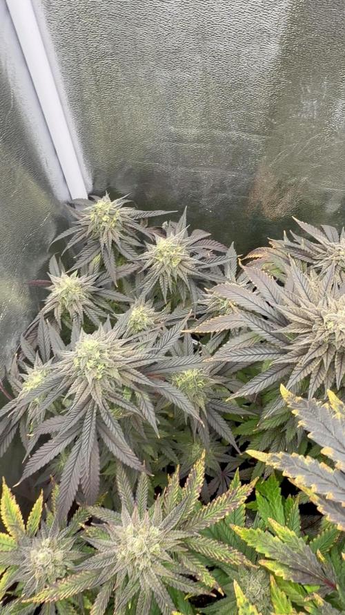 6 x 3,4l / 200w (SensiSeed)