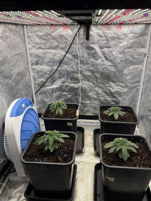 90x90 / Purple Cookie Kush 420w. Week 3