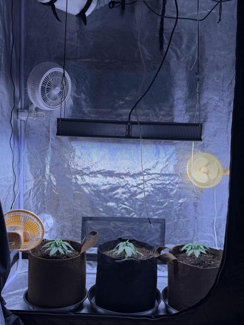 120x60/ Critical Widow/ 310w. Week 3