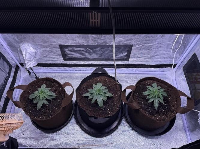 120x60/ Critical Widow/ 310w. Week 3