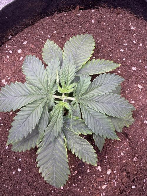 120x60/ Critical Widow/ 310w. Week 4