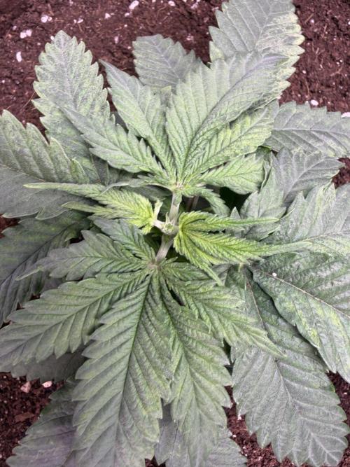 120x60/ Critical Widow/ 310w. Week 4