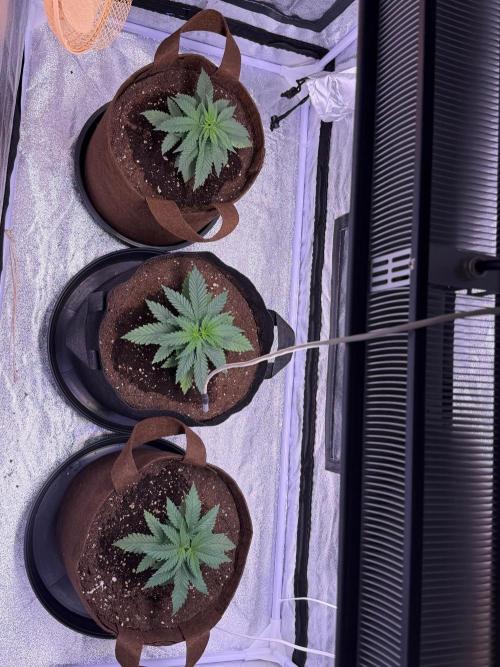120x60/ Critical Widow/ 310w. Week 4