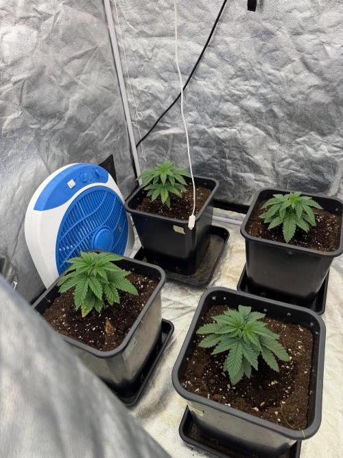 90x90 / Purple Cookie Kush 420w. Week 4