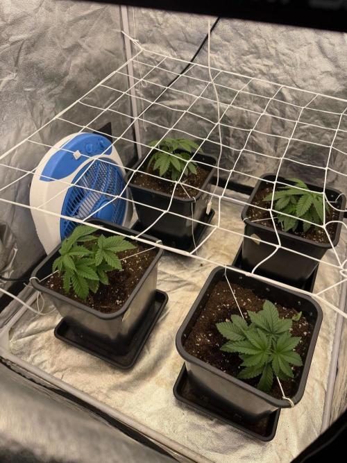 90x90 / Purple Cookie Kush 420w. Week 4