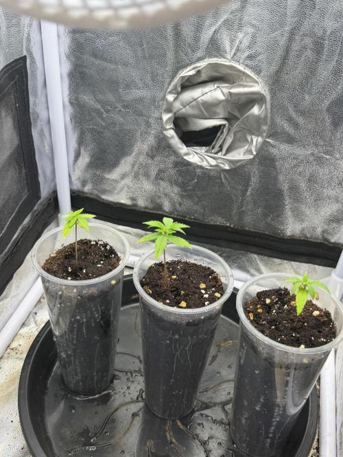 Somango / 60x60 / 200w. Week 3