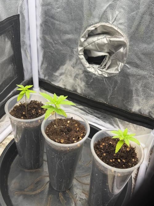 Somango / 60x60 / 200w. Week 3
