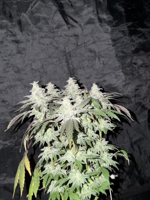 6 x 3,4l / 200w (SensiSeed). Week 13