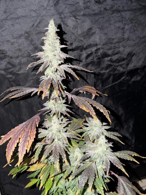 6 x 3,4l / 200w (SensiSeed). Week 13