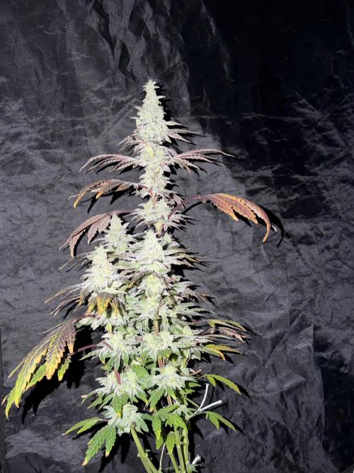 6 x 3,4l / 200w (SensiSeed). Week 13