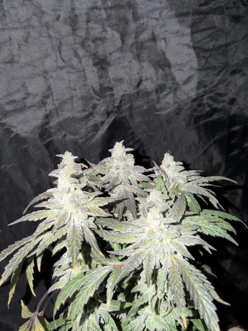 6 x 3,4l / 200w (SensiSeed). Week 13