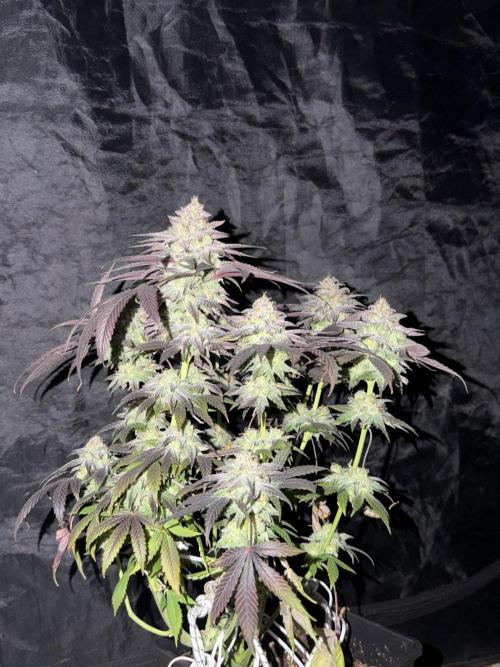 6 x 3,4l / 200w (SensiSeed). Week 13