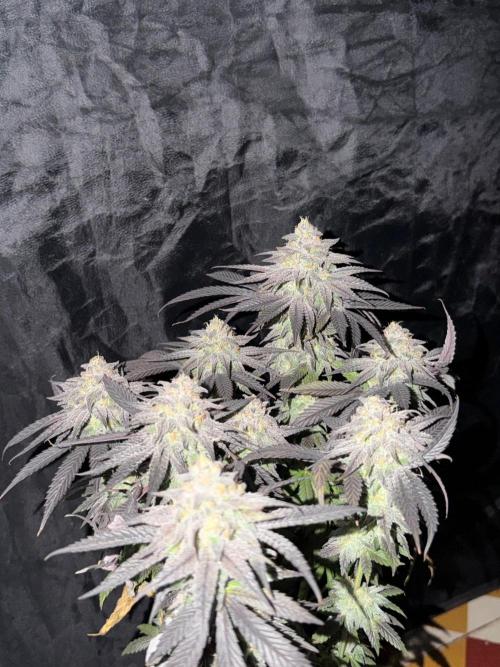 6 x 3,4l / 200w (SensiSeed). Week 13