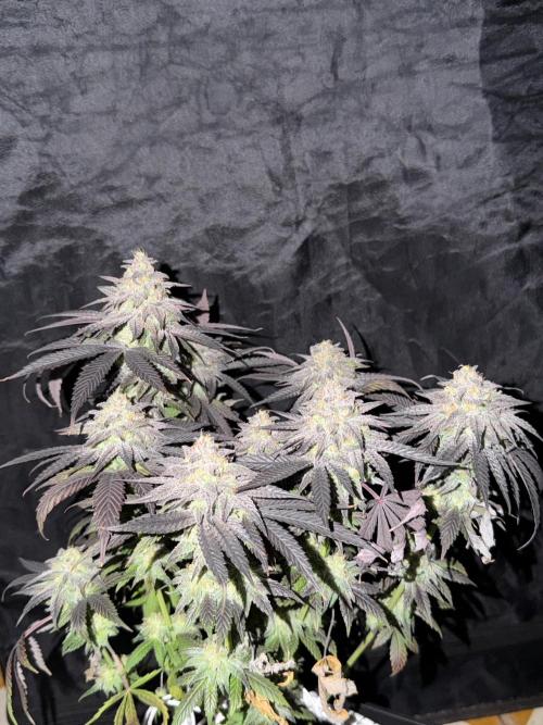 6 x 3,4l / 200w (SensiSeed). Week 13