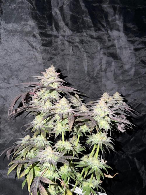 6 x 3,4l / 200w (SensiSeed). Week 13