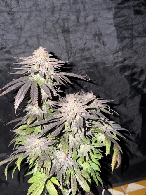6 x 3,4l / 200w (SensiSeed). Week 13