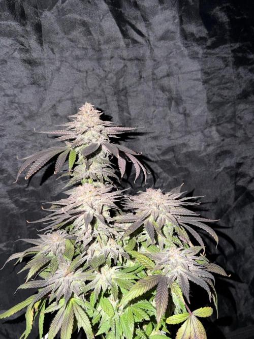 6 x 3,4l / 200w (SensiSeed). Week 13