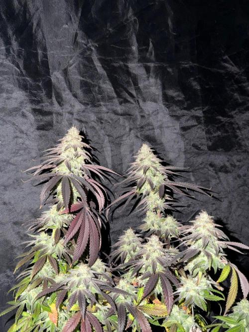6 x 3,4l / 200w (SensiSeed). Week 13