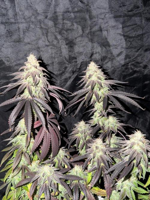 6 x 3,4l / 200w (SensiSeed). Week 13