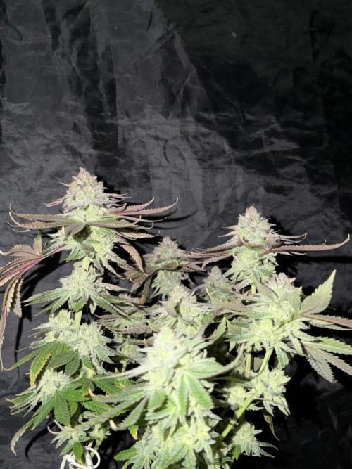 6 x 3,4l / 200w (SensiSeed). Week 13