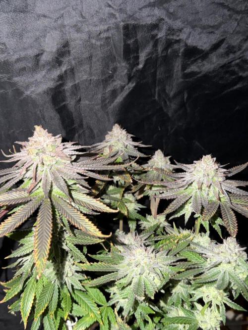 6 x 3,4l / 200w (SensiSeed). Week 13