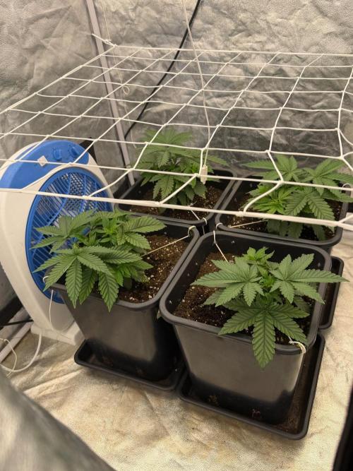 Purple Cookie Kush. Week 4