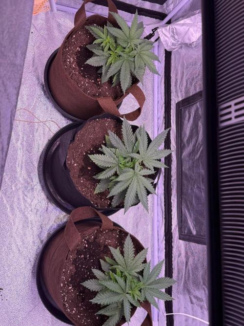 Critical Widow. Week 4