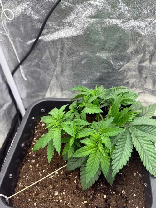 90x90 / Purple Cookie Kush 420w. Week 5
