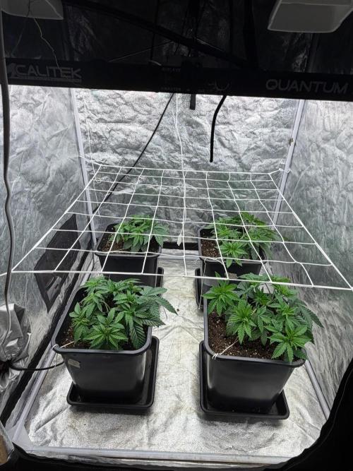 90x90 / Purple Cookie Kush 420w. Week 5 - Day (13 août)