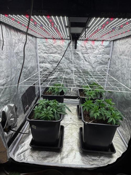 90x90 / Purple Cookie Kush 420w. Week 5