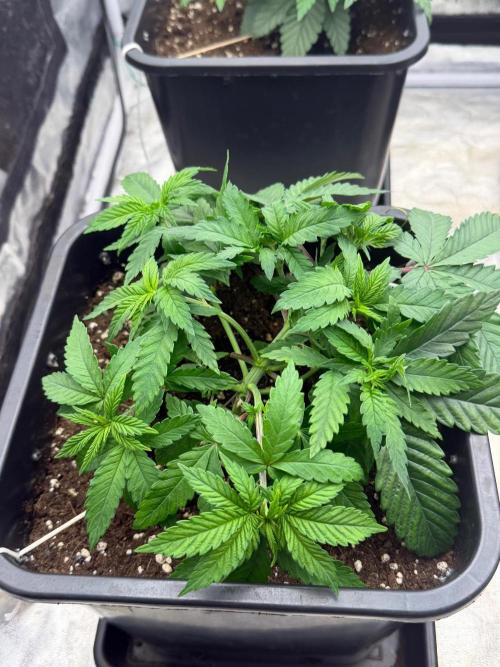 Purple Cookie Kush. Week 5