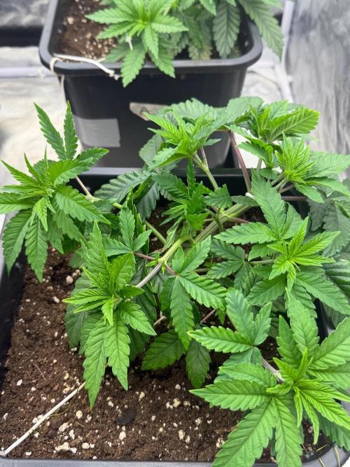 90x90 / Purple Cookie Kush 420w. Week 5