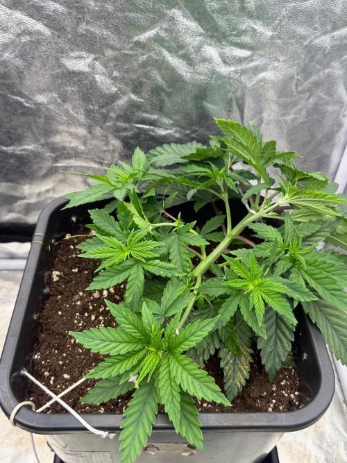 90x90 / Purple Cookie Kush 420w. Week 5