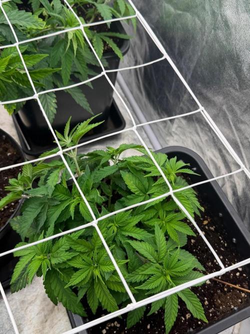 90x90 / Purple Cookie Kush 420w. Week 6