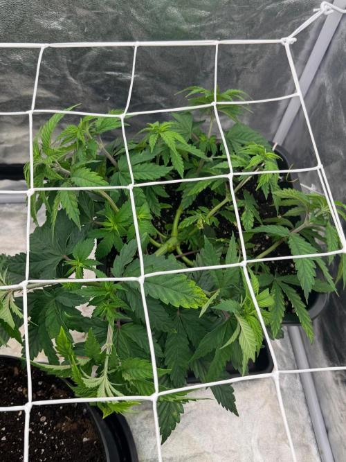 90x90 / Purple Cookie Kush 420w. Week 6