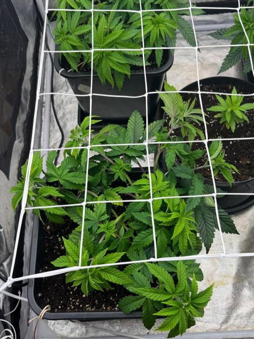 90x90 / Purple Cookie Kush 420w. Week 6