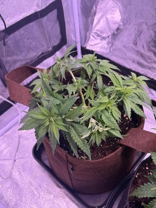 120x60/ Critical Widow/ 310w. Week 6