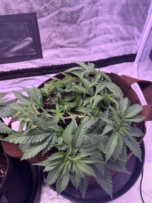 120x60/ Critical Widow/ 310w. Week 6