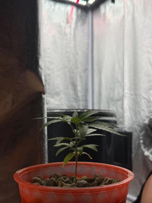 Somango / 60x60 / 200w. Week 4