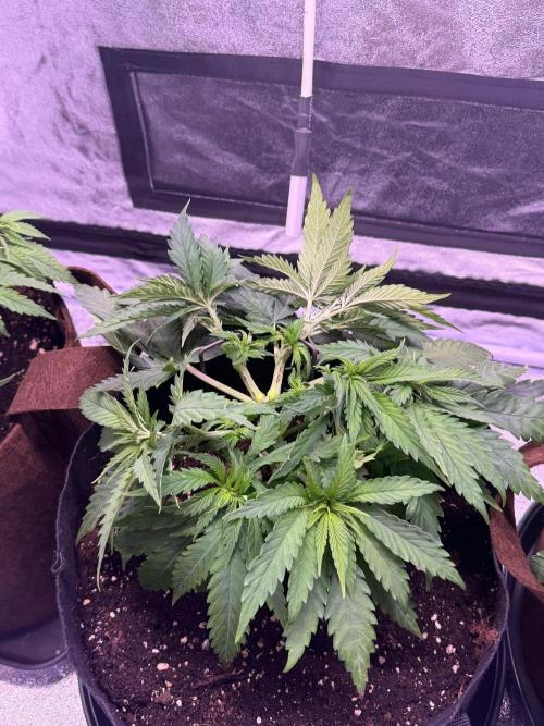 120x60/ Critical Widow/ 310w. Week 6