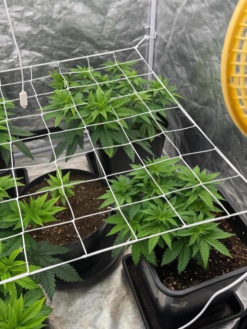 90x90 / Purple Cookie Kush 420w. Week 6