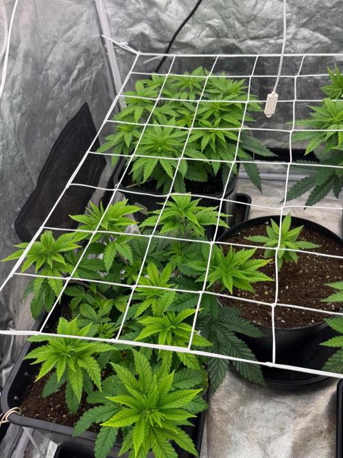 90x90 / Purple Cookie Kush 420w. Week 6