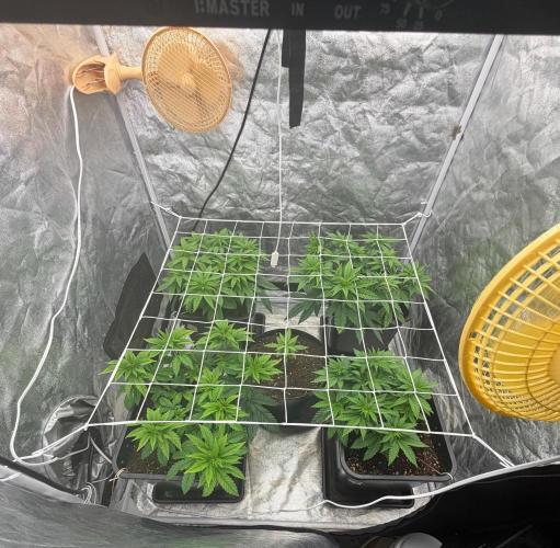 90x90 / Purple Cookie Kush 420w. Week 6