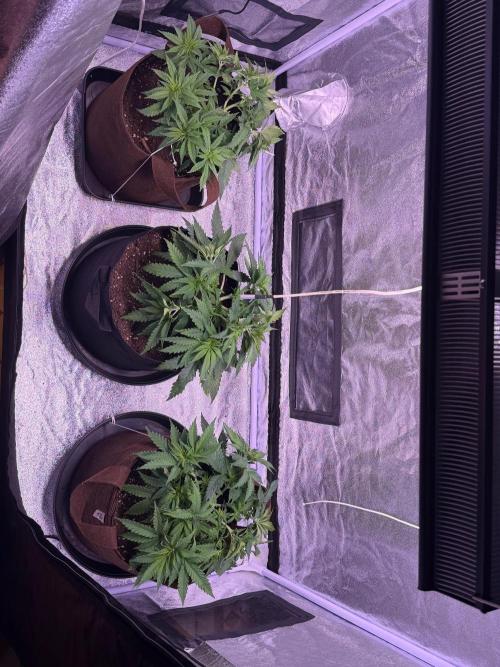 120x60/ Critical Widow/ 310w. Week 6