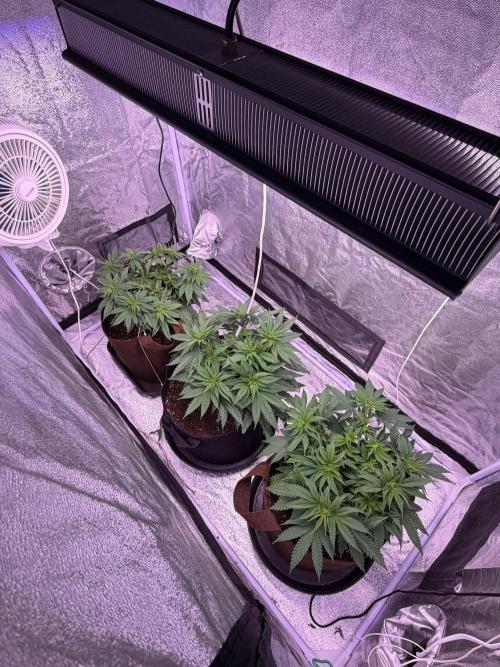 120x60/ Critical Widow/ 310w. Week 6 - 29 August 