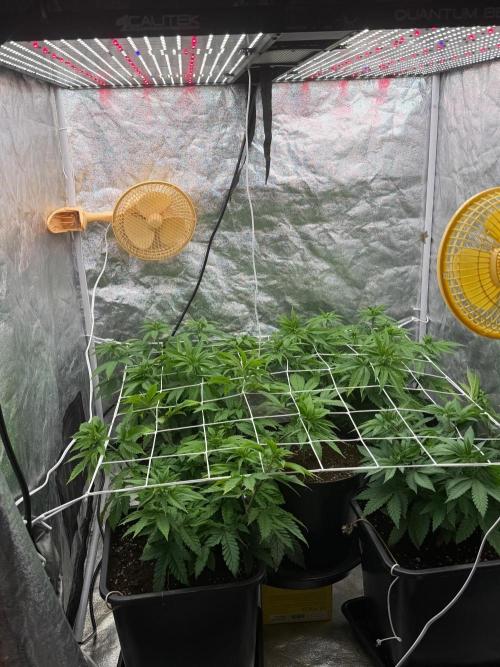 90x90 / Purple Cookie Kush 420w. Week 6