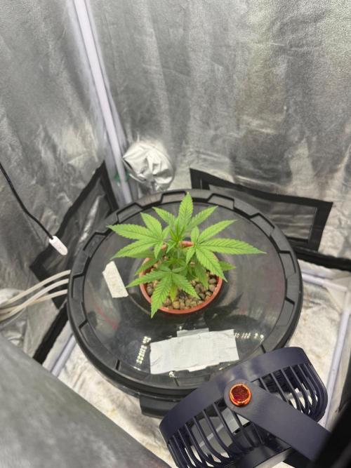 Somango / 60x60 / 200w. Week 4 - 29
