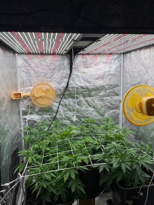 90x90 / Purple Cookie Kush 420w. Week 7 - 30 August 